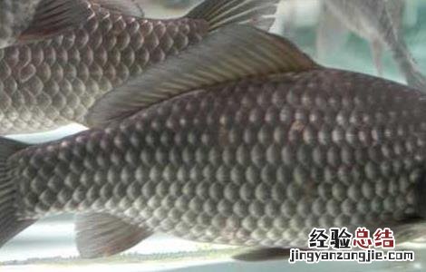 鲫鱼的营养价值 鲫鱼的营养价值及功效与作用禁忌