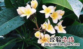 鸡蛋肥料适合什么植物用 鸡蛋肥料适合什么植物