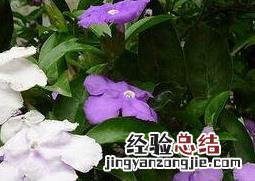鸳鸯茉莉的养殖方法和注意事项 鸳鸯茉莉花的养殖方法和注意事项