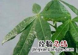 发财树如何养殖叶茂盛 发财树如何养殖