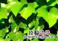 常春藤的养殖方法和注意事项 花叶常春藤的养殖方法和注意事项