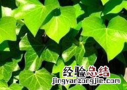 常春藤的养殖方法和注意事项 花叶常春藤的养殖方法和注意事项