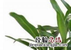 盆栽富贵竹的养殖方法和注意事项 盆栽富贵竹的养殖方法和注意事项有哪些