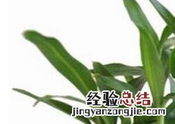 盆栽富贵竹的养殖方法和注意事项 盆栽富贵竹的养殖方法和注意事项有哪些