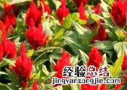 鸡冠子花的药用价值与功效 鸡冠子花的药用价值