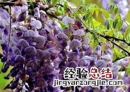 鸡屎藤的功效与作用及禁忌 鸡藤花的功效和作用及禁忌