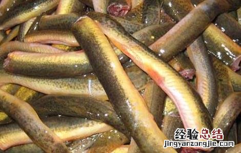 泥鳅的营养价值 泥鳅的营养价值和功效与禁忌