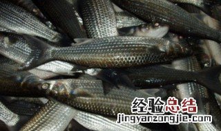 咸淡水乌头鱼钓饵调法 一招就上钩