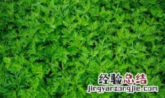 艾草养猪什么功效 艾草养猪有什么好处