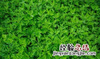 艾草养猪什么功效 艾草养猪有什么好处