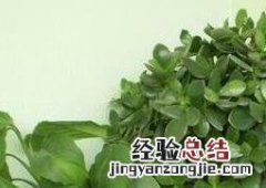 玉树如何养殖和管理 玉树如何养殖