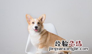 梦见白色的狗