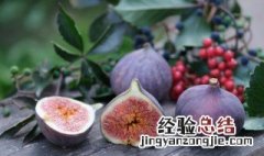 家中种无花果树风水不吉利如何化解 家种无花果树风水有无问题