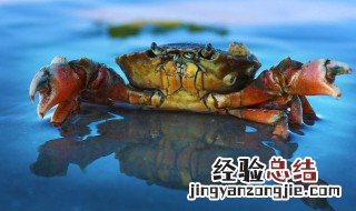 海边很小的螃蟹能吃吗 海边很小的螃蟹是否能吃