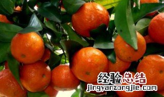 砂糖橘吃多了会咋样 常吃砂糖橘好吗