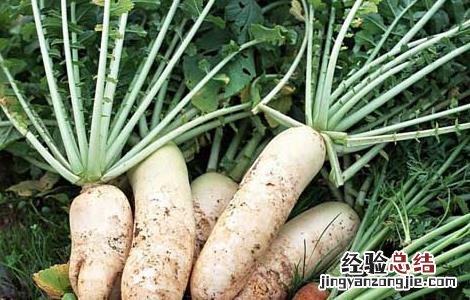 醋泡白萝卜的功效与作用及食用方法 白萝卜的功效与作用及食用方法