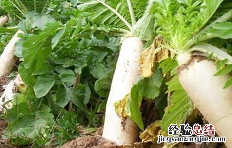 醋泡白萝卜的功效与作用及食用方法 白萝卜的功效与作用及食用方法