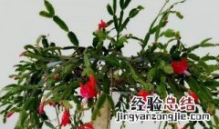 蟹爪兰为什么要嫁接在仙人掌 蟹爪兰嫁接到仙人掌后仙人掌为什么都蔫了
