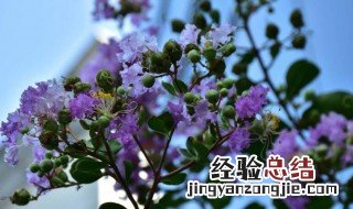 紫薇扦插时间和方法 紫薇为什么不能种在家里