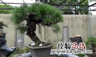 松柏盆景可以在家养吗 松柏盆景可以在家养吗视频