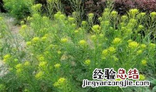 麦蒿种子榨的油功效与禁忌 麦蒿种子榨的油有什么功效与禁忌