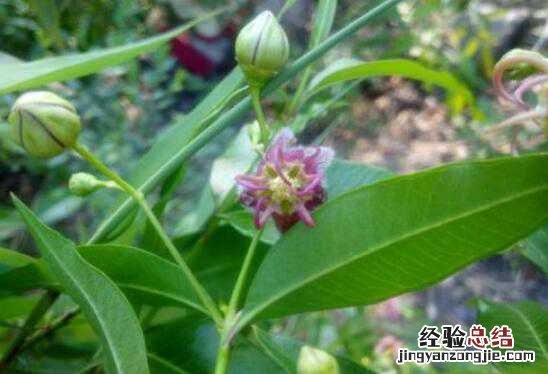 杠柳的功效与作用，杠柳的食用禁忌有哪些