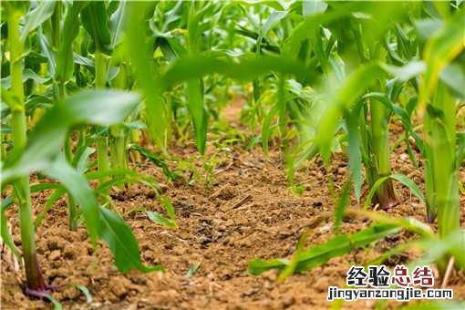 地膜早糯玉米种植时间是什么时候 地膜早糯玉米种植时间玉米种植环境要求