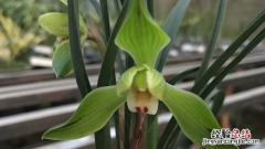 纯树皮种兰花浇水方法视频 纯树皮种兰花浇水方法
