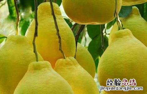 柚子的功效与作用感冒 柚子的功效与作用