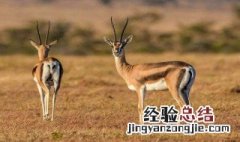 动物界中长跑冠军是什么动物 动物界中的长跑冠军是