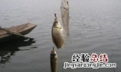 鲫鱼钓位口诀 这些口诀钓鱼达人可要熟知了