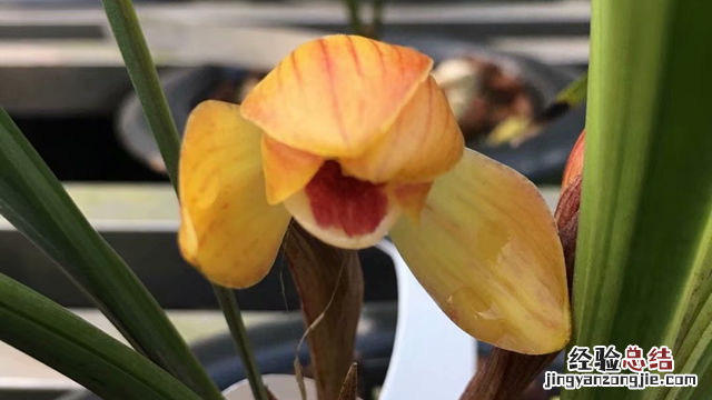 春兰植料配比是多少 春兰植料配比