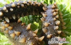 海参的营养价值有哪些 海参的营养价值