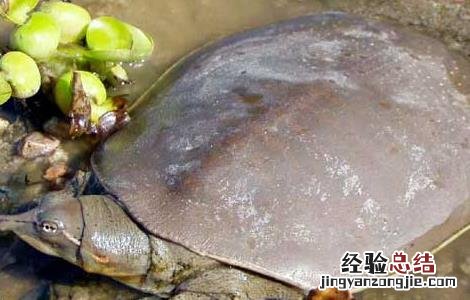 鳝鱼炖甲鱼的营养价值 甲鱼的营养价值