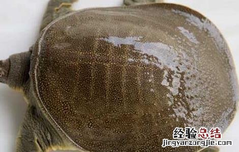 鳝鱼炖甲鱼的营养价值 甲鱼的营养价值