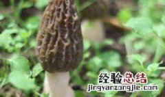 德国野生羊肚菌图片大全 德国野生羊肚菌
