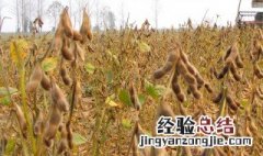 华北地区什么时间种黄豆 华北地区什么时候黄豆种植