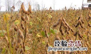 华北地区什么时间种黄豆 华北地区什么时候黄豆种植