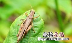 蝗灾怎么形成的 造成蝗灾是的原因有哪些