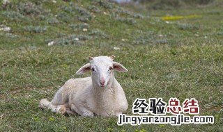 羊的耳朵像什么形状 什么形状像羊的耳朵