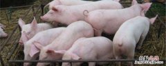 一个猪后腿大概有多少斤 一只猪后腿大概多少斤