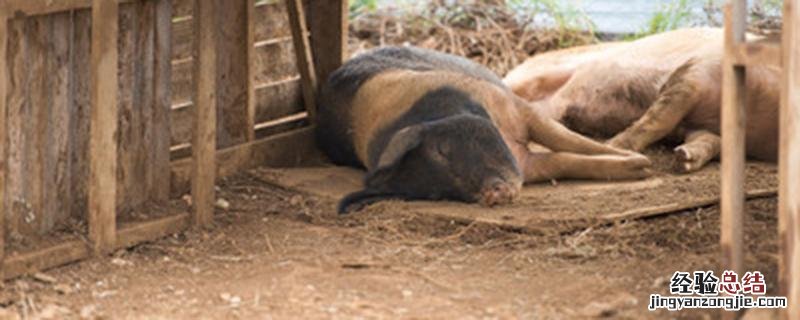 一个猪后腿一般多少斤 一个猪腿一般多少斤