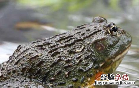牛蛙的营养价值
