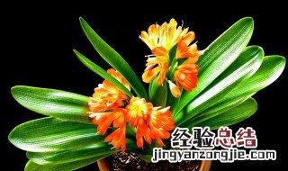 办公室放什么植物好 适合放办公室的植物