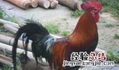 笨鸡是什么鸡 笨鸡是鸡中的一种叫法