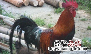 笨鸡是什么鸡 笨鸡是鸡中的一种叫法