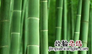 笛子用哪种竹子做好 什么样的竹子品种才适合做笛子