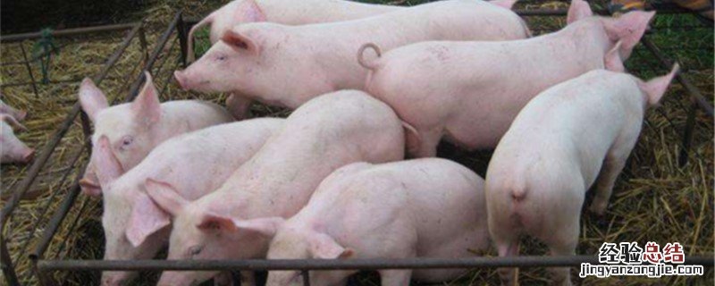 一个猪后腿大概多少斤 一个猪后腿大概有多重