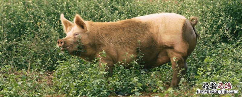 一只猪后腿大概多少斤 一个猪后腿多少斤