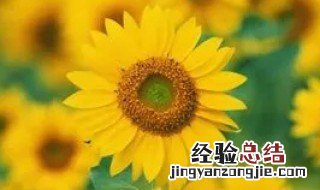 形容向日葵的abb词语 abb式的词语形容向日葵